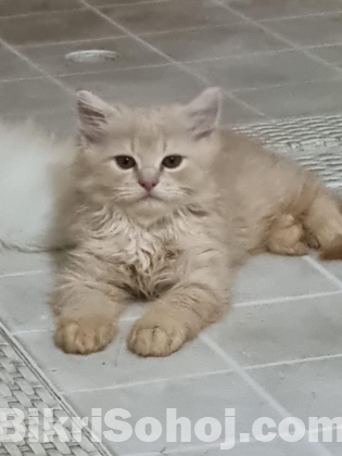 Persian cat